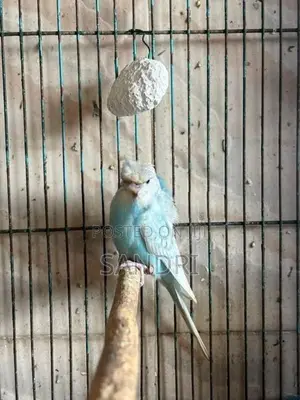 Spangle Helicopter Budgies