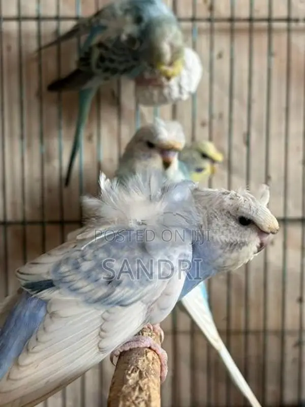 Spangle Helicopter Budgies