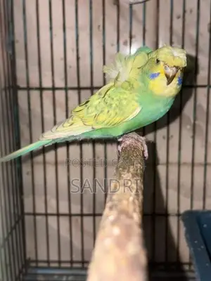 Spangle Helicopter Budgies