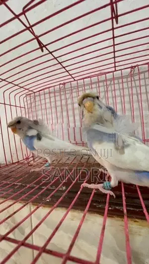 Spangle Helicopter Budgies