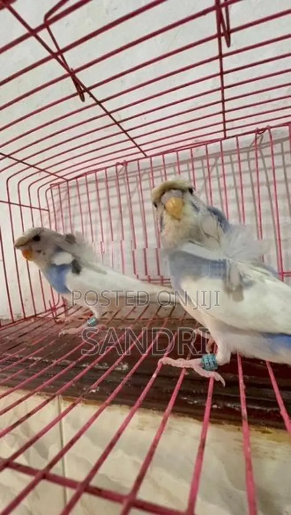 Spangle Helicopter Budgies