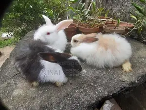Angora Rabbit