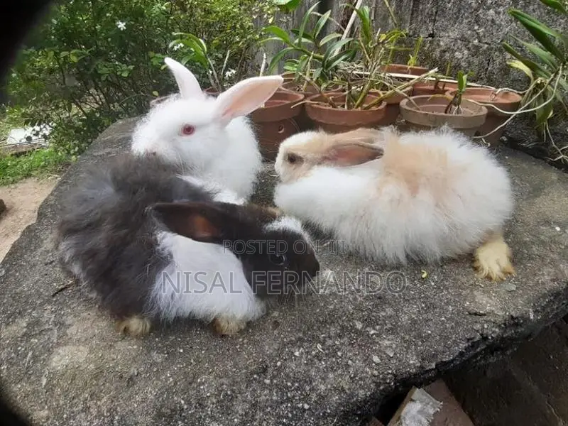 Angora Rabbit