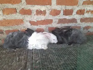 Angora Rabbit