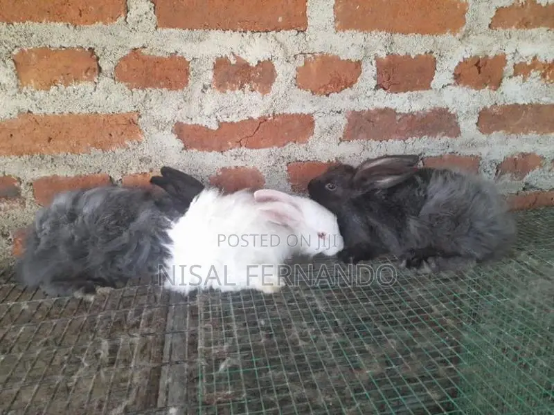Angora Rabbit