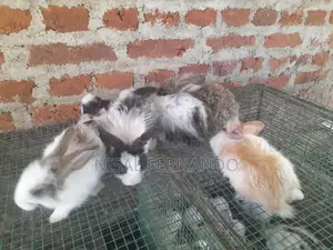 Angora Rabbit