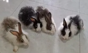 Angora Rabbit