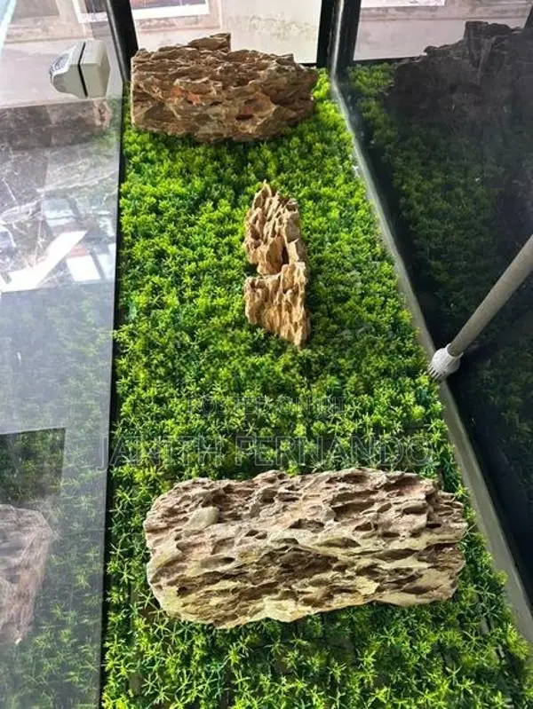 Fish Tank with Accessories