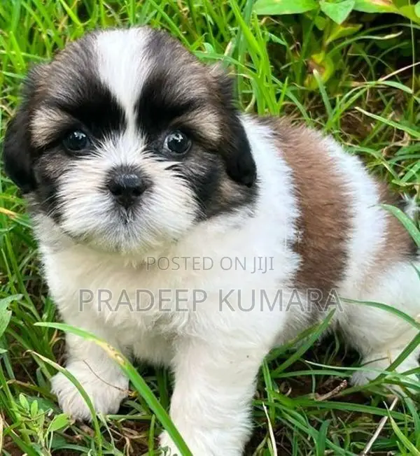 Shih Tzu Puppy