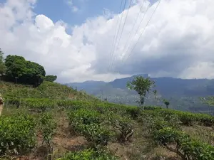 Valuable land for sale in Pundaluoya