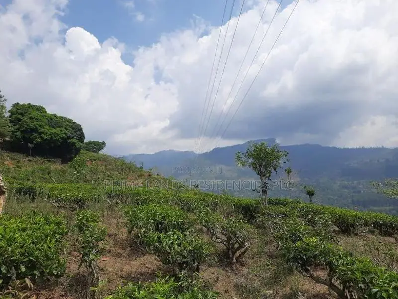 Valuable land for sale in Pundaluoya