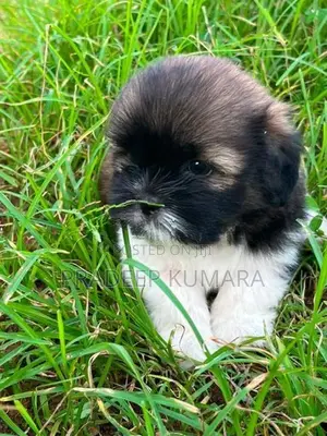 Shih Tzu Puppy