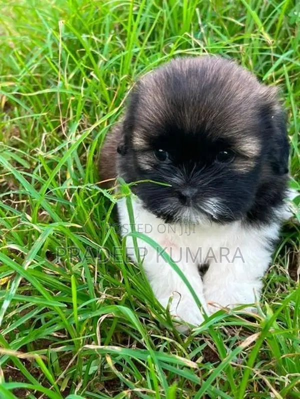 Shih Tzu Puppy