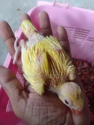 Yellow Ringneck Parrot