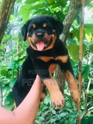Rottwiler puppy