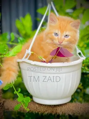 Persian Cat