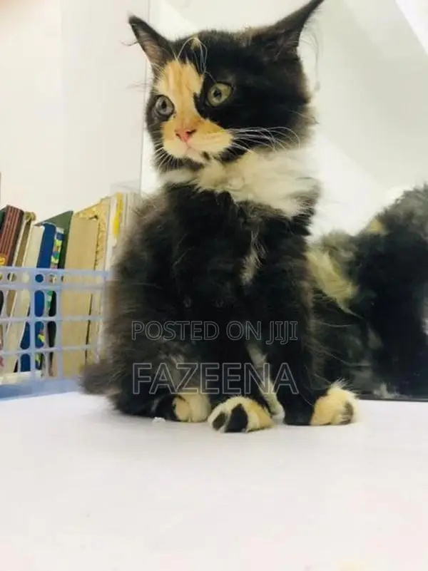 Persion Cats