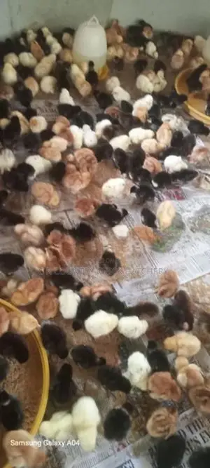 ஹைபிரிட் கோழி குஞ்சு