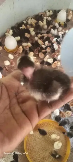 கழுத்து வெட்டி கோழி குஞ்சு