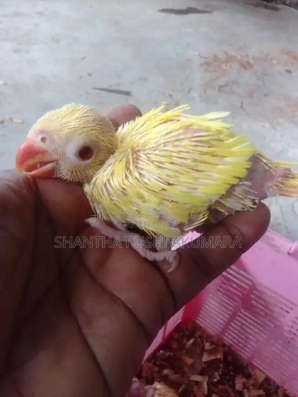 Yellow Ringneck Parrot