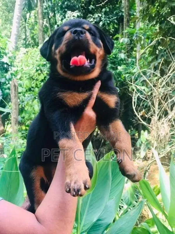 Rottwiler puppy