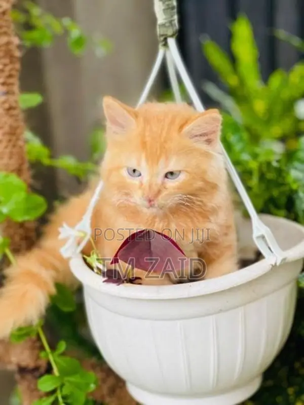 Persian Cat