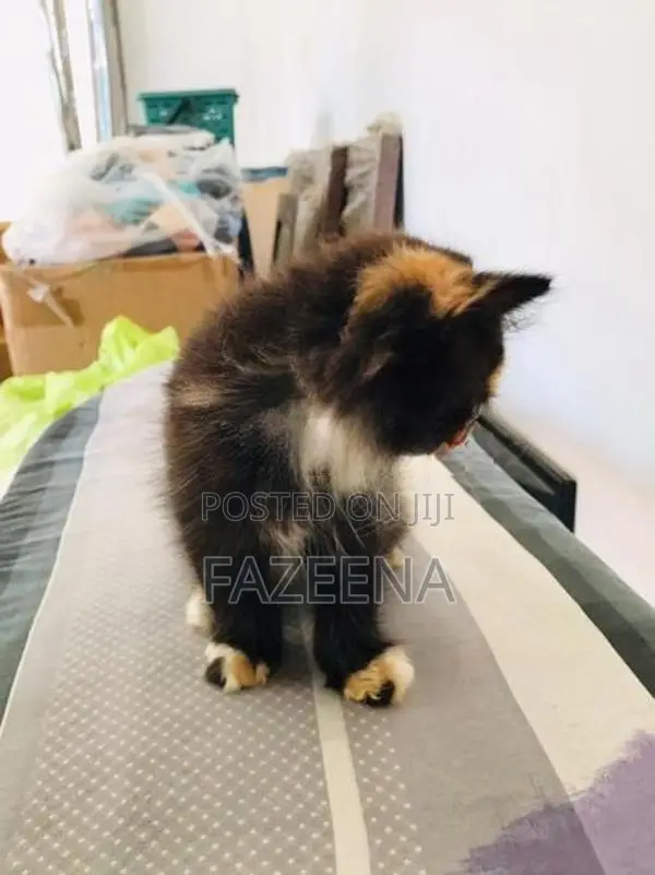 Persion Cats