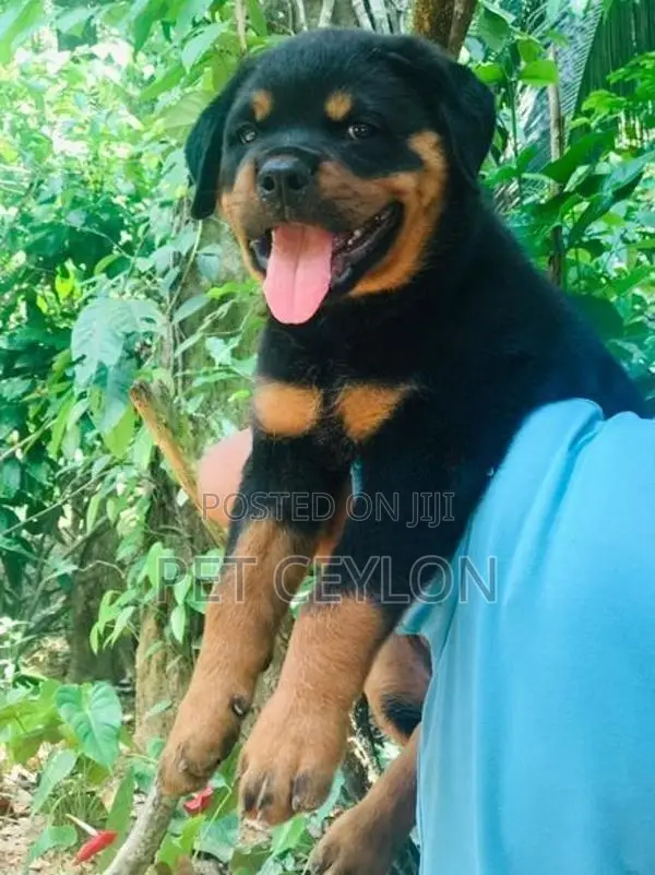 Rottwiler puppy