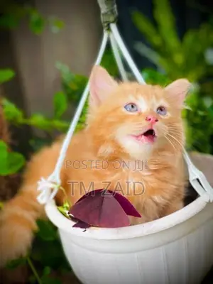 Persian Cat