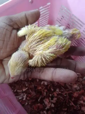 Yellow Ringneck Parrot