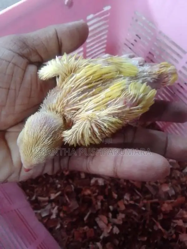 Yellow Ringneck Parrot