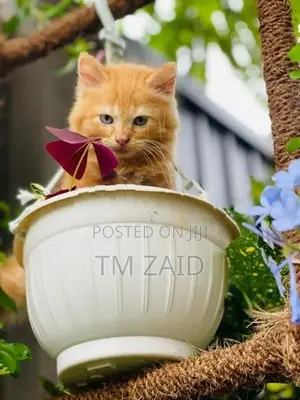 Persian Cat