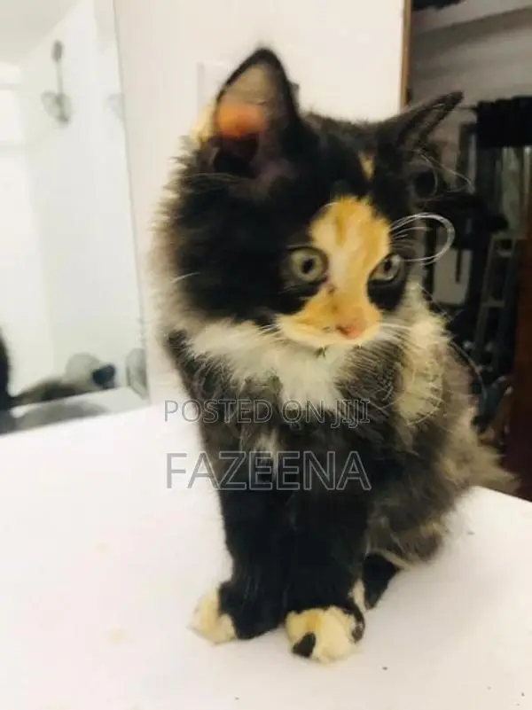 Persion Cats