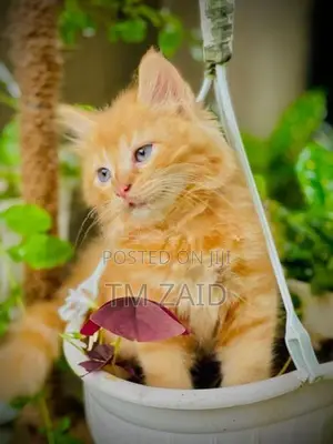 Persian Cat