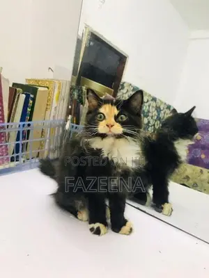Persion Cats