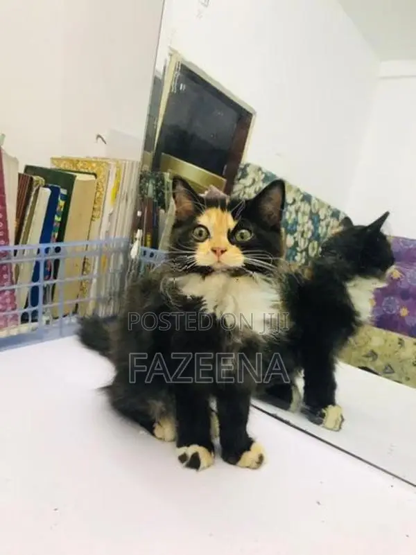 Persion Cats