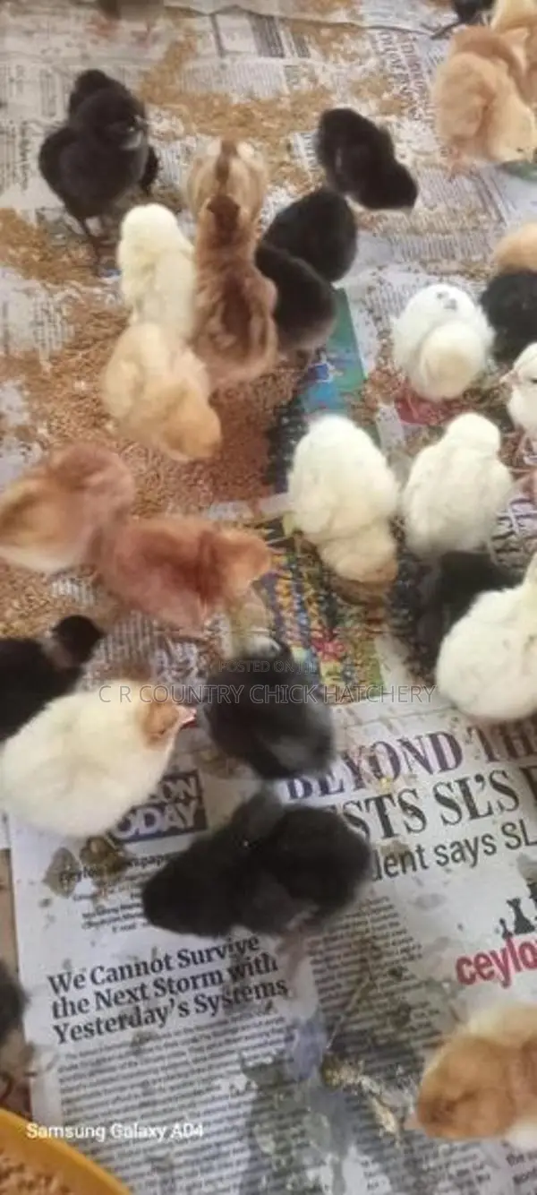 ஹைபிரிட் கோழி குஞ்சு