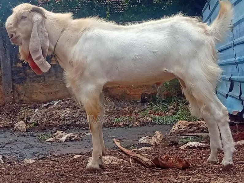 Jamunapari Kidai