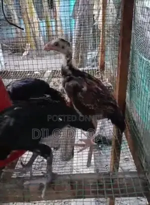 Aseel Chicks