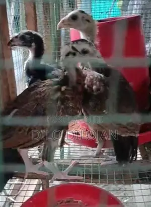 Aseel Chicks