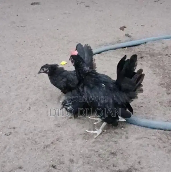 Japanese Bantam Chicks