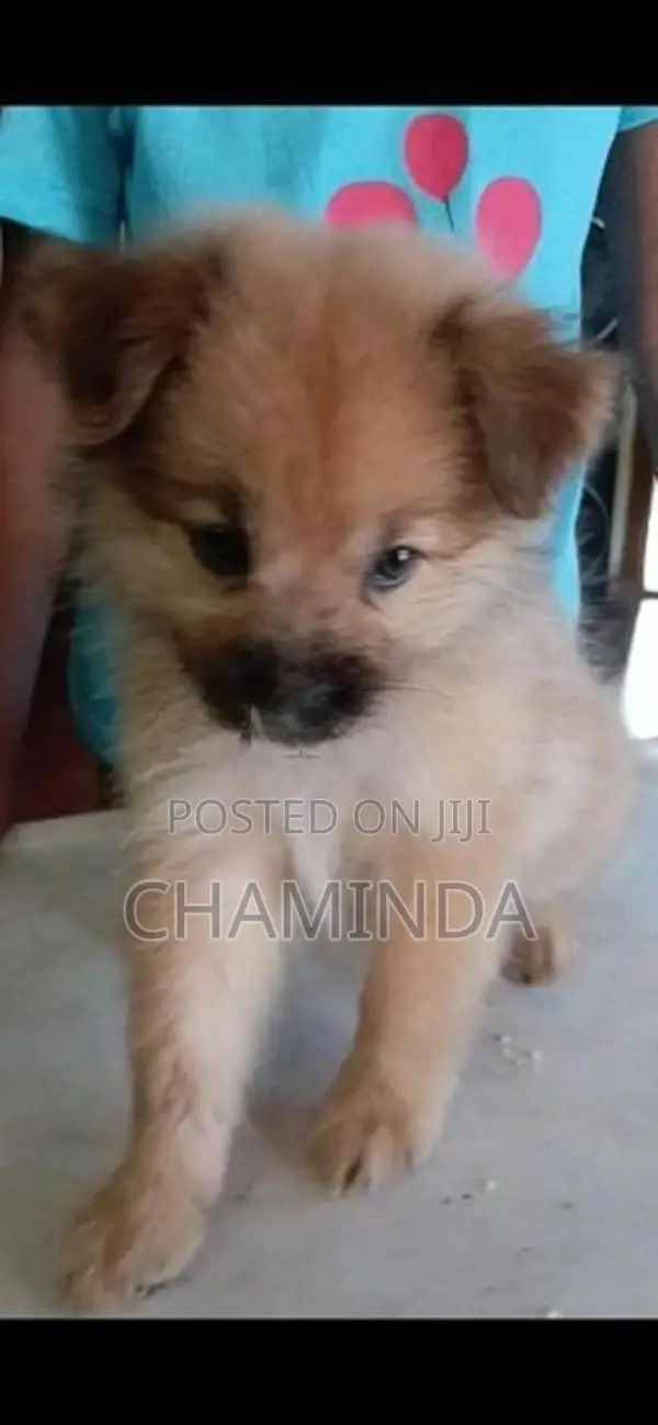 Lion Pomeranian Puppy