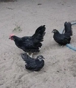 Japanese Bantam Chicks