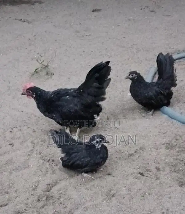 Japanese Bantam Chicks