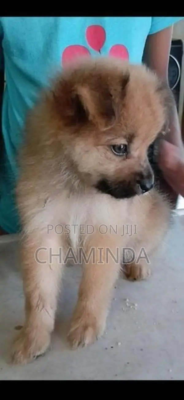 Lion Pomeranian Puppy