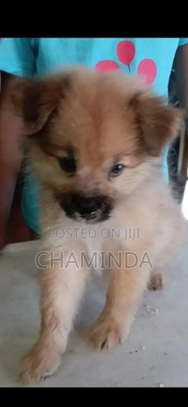 Lion Pomeranian Puppy