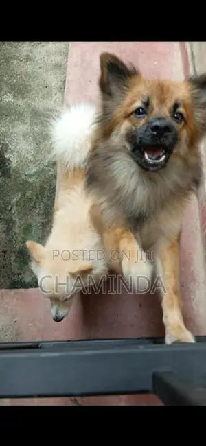 Lion Pomeranian Puppy