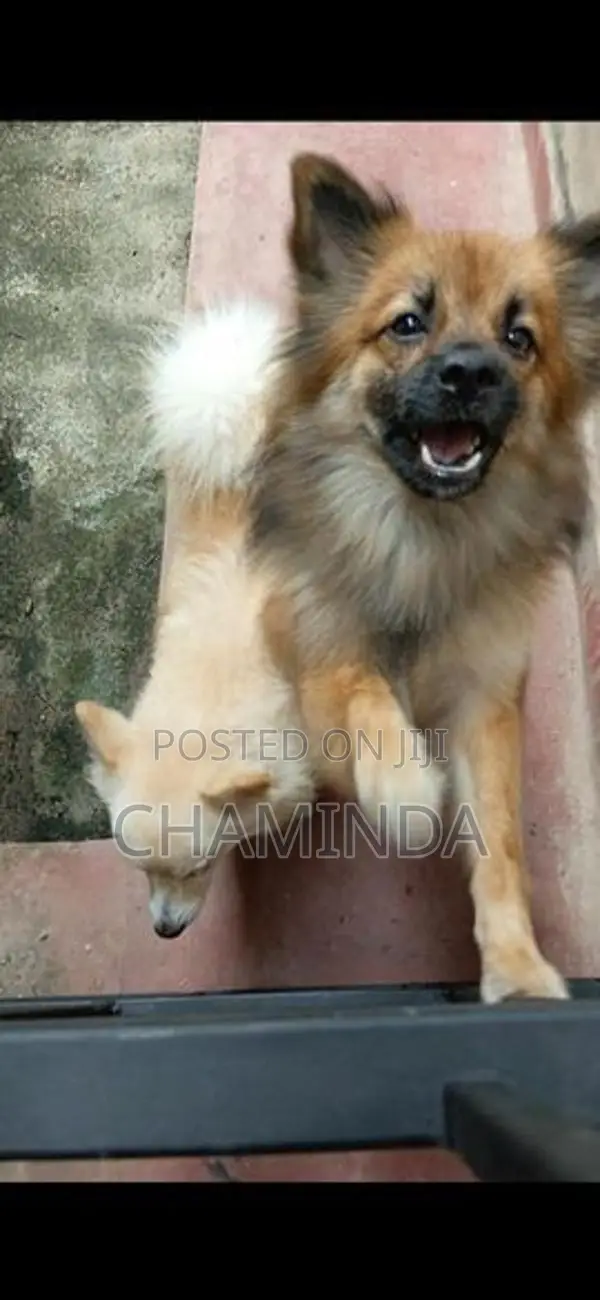 Lion Pomeranian Puppy