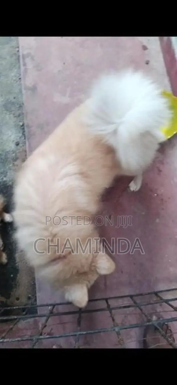 Lion Pomeranian Puppy