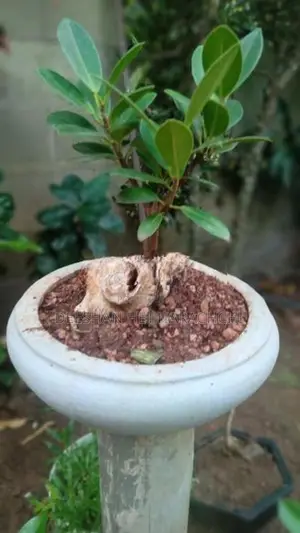 Bonsai Plants